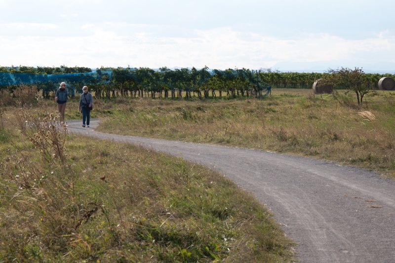 Spaziergänger auf einem Feldweg im Seewinkel
