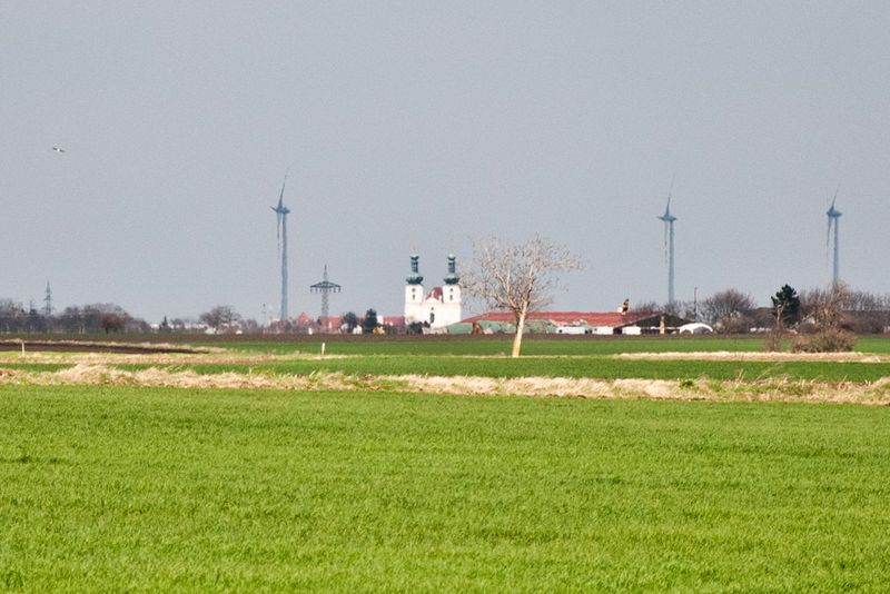 Weites, flaches Land im Seewinkel mit der Basilika Frauenkirchen am Horizont