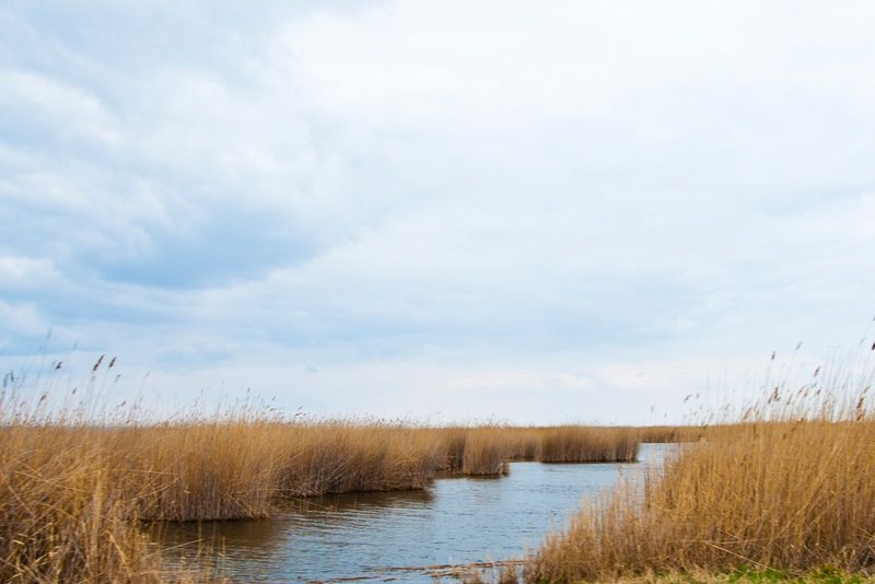 Schilf und Wasser im Nationalpark