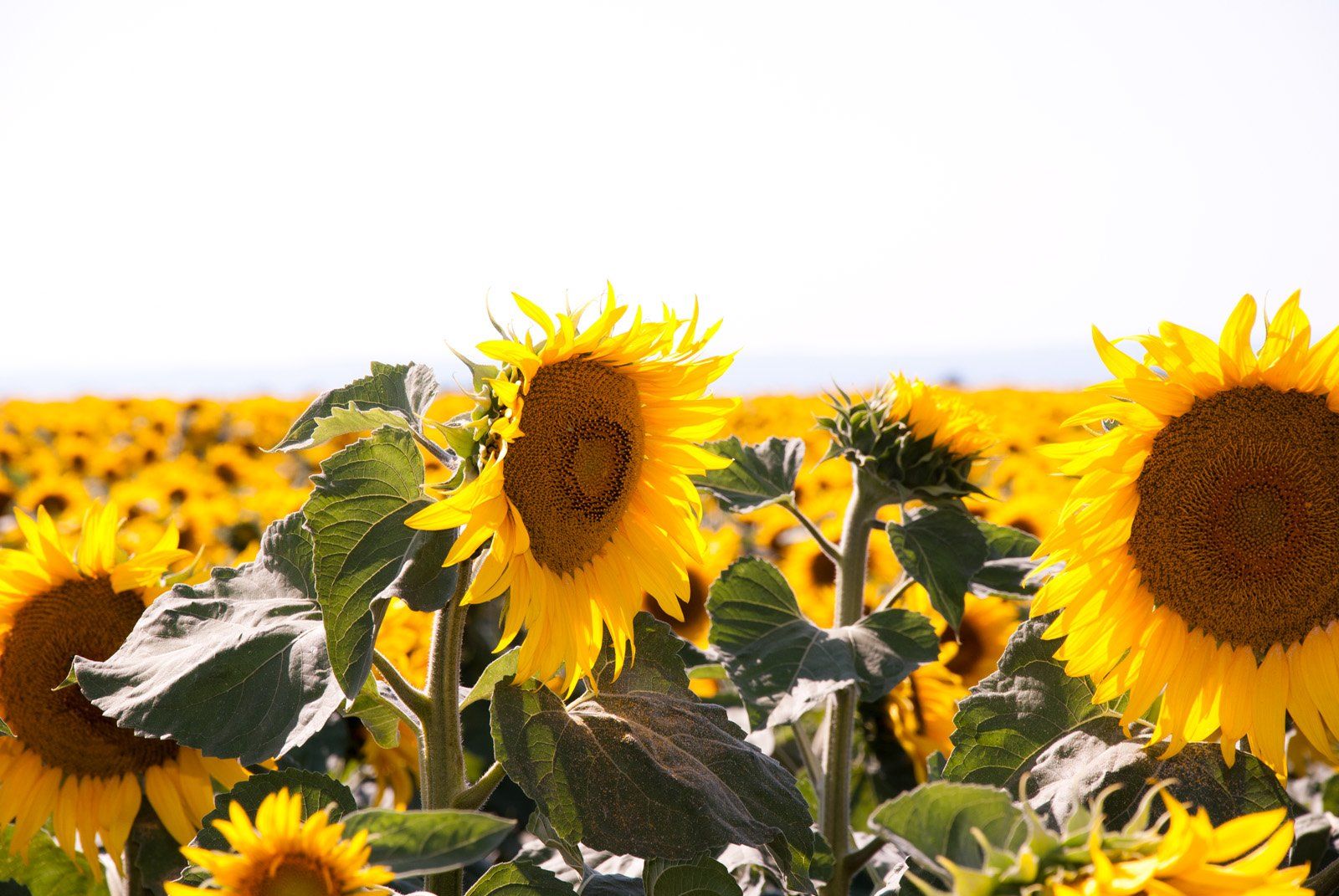 Sonnenblumenfeld im Seewinkel